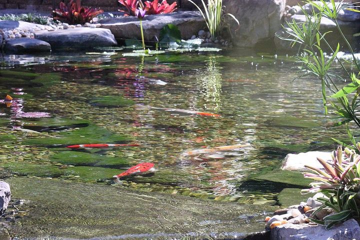 orlando koi pond by pondtastic, ponds water features, This pond is a perfect home for this beautiful koi fish