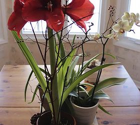 time to plant amaryllis for winter blooms, flowers, gardening, Within 6 weeks you ll have beautiful large blooms that should last about 2 weeks Here they are grouped with an orchid and some branches from the garden I use the branches to help support the tall stems