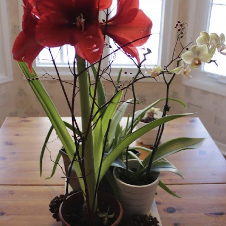 time to plant amaryllis for winter blooms, flowers, gardening, Within 6 weeks you ll have beautiful large blooms that should last about 2 weeks Here they are grouped with an orchid and some branches from the garden I use the branches to help support the tall stems
