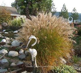 why i love ornamental grasses, gardening, Miscanthus gracillimus is a beautiful and graceful large grass