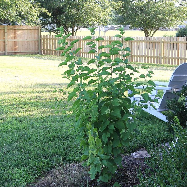 weed or priceless plant, Right now it s about five feet tall and growing almost straight up The limbs are fairly strong and woody