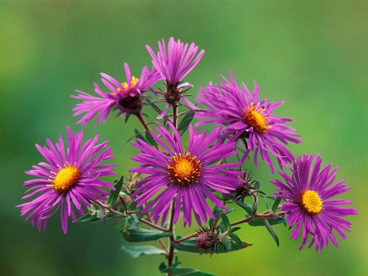 q asters in florida, gardening