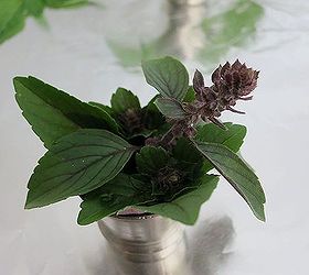 six basil varieties to try, flowers, gardening, African Blue is actually a perennial The flowers are sterile so you can enjoy them all season in different culinary dishes