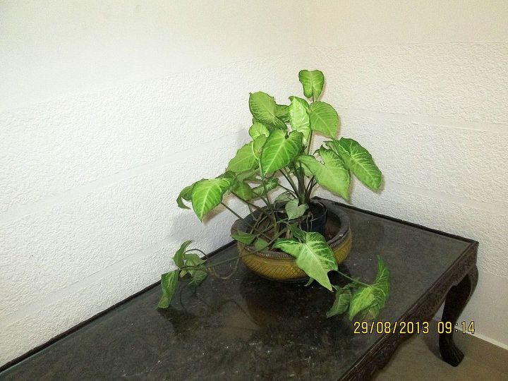 sharing a few pics picked from here and there of mostly foliage plant, gardening, outdoor living