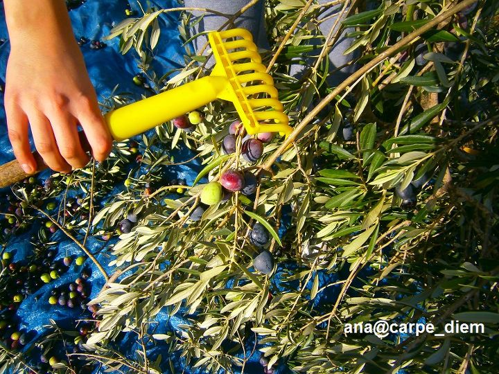 olives harvest time, gardening, Somebody uses this little rakes beter then fingers I don t mind this kind of tool just it gatheres a lot of leaves too