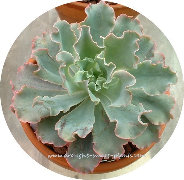 echeveria lovely and drought tolerant tender succulents, flowers, gardening, succulents, Echeveria Curlylocks is a beautiful variety with frilled edges The palest greeny blue color is set off by a fine pink outline