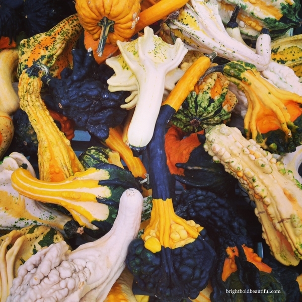 fall pumpkins and gourds, gardening, seasonal holiday decor, Autumn Gourds so colorful