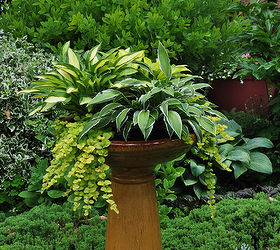 3 beautiful birdbath planters, This is at the front of a really nice private garden There is a mix of hosta and Creeping Jenny See more