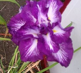 new home for purple iris, flowers, gardening