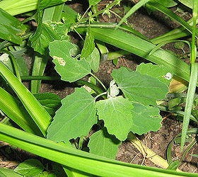 can you name these michigan weeds are they indeed weeds