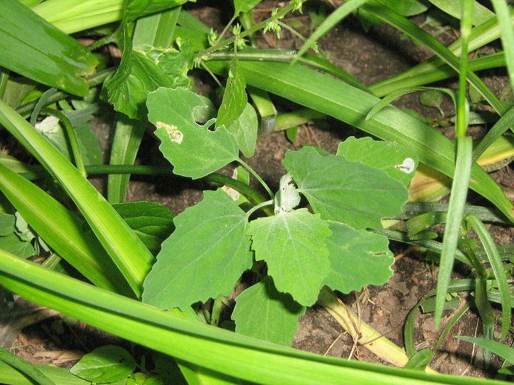 can you name these michigan weeds are they indeed weeds