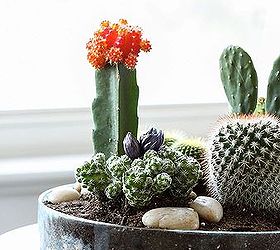 tabletop cactus garden, crafts, gardening, DIY Tabletop Cactus Garden Inspired by Charm