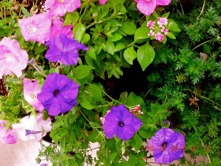 flores en mis jardines