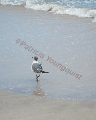 learning about birds at a home away from home, pets animals, ROBERT MOSES BEACH NY Image Info
