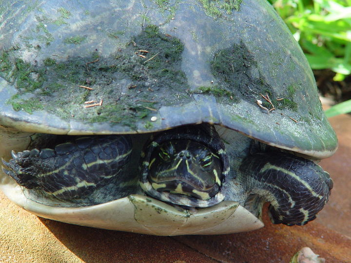 wildlife turtle, pets animals, Why walk on cement curb