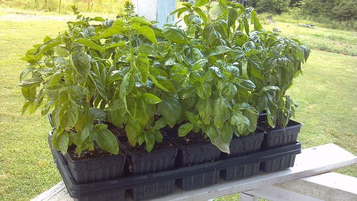 9 vegetables for your windowsill, container gardening, gardening, windows, This is the tray of basil we make pesto from Embarrassing as it is to admit we have used this method for years