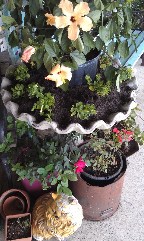 new plantings in the front of my store, gardening