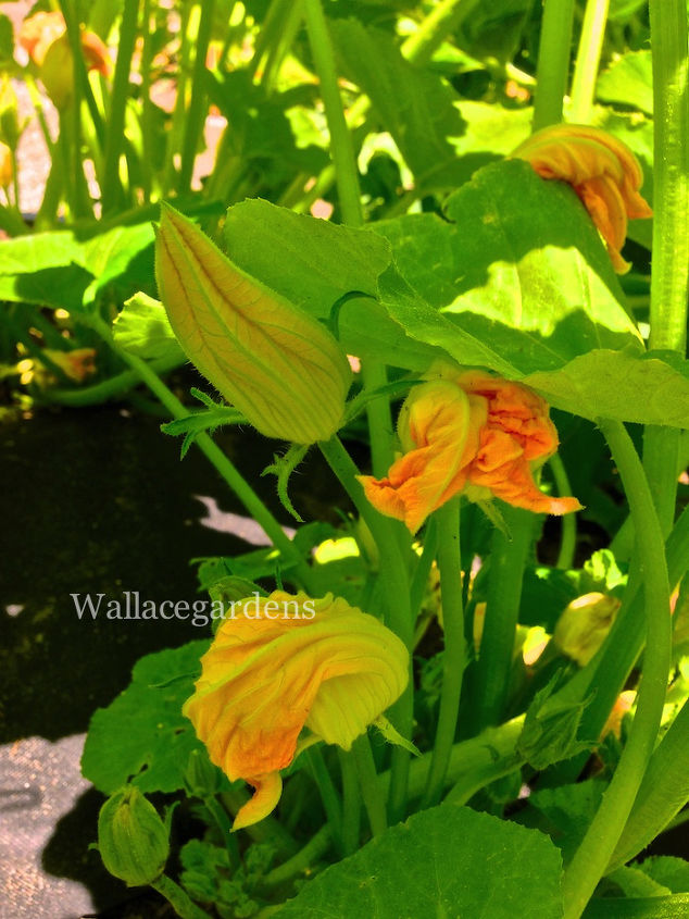 organic edible flowers, flowers, gardening, Squash Zucchini blossoms
