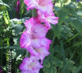 just some of the flowers in our yard, flowers, gardening, Gladiolus love this one