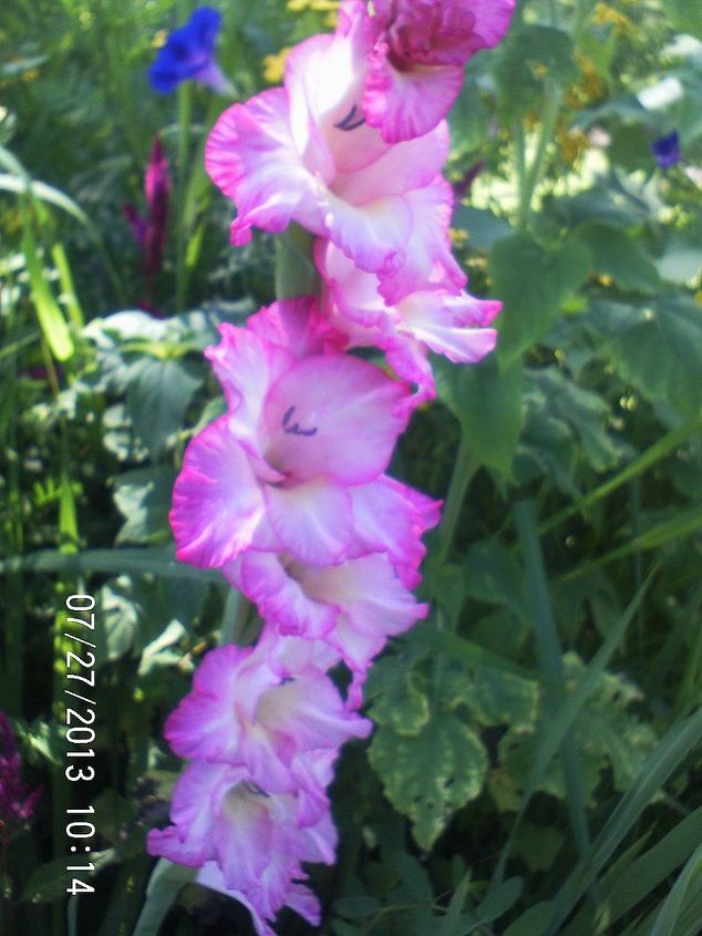 just some of the flowers in our yard, flowers, gardening, Gladiolus love this one