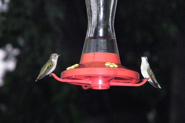 hummingbird visitors, gardening, pets animals, Double drinking