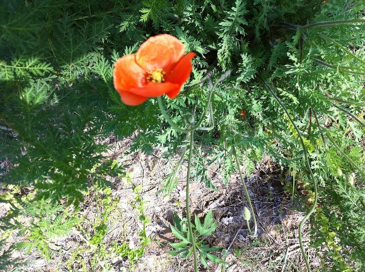 these plants are both common but i would like to know their names, gardening, This Poppy is growing wild on the river bank