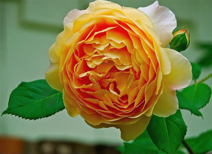 old roses and new hardy roses, gardening, David Austin English rose Golden Celebration