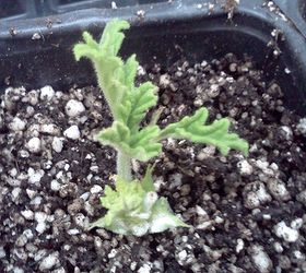 how to make a new plant little baby geraniums, gardening, a baby geranium planted in a soil medium