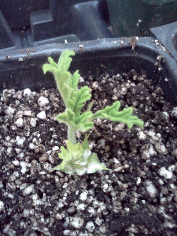 cmo hacer una nueva planta pequeos geranios beb, un geranio beb plantado en un medio de tierra