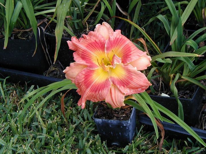the start of the daylily blooms 2013, gardening, This is my favorite Daylily My Mother named it before she died Starfire