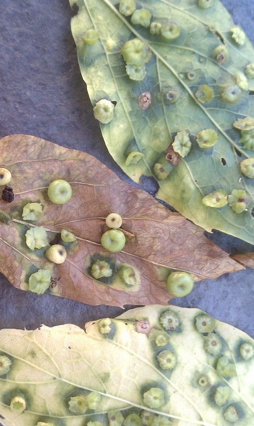 what is this on the leaves, gardening