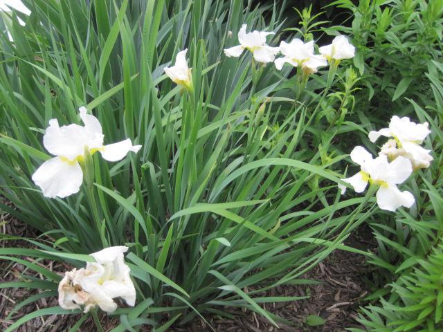 my garden in june, flowers, gardening, hydrangea, Japanese Iris