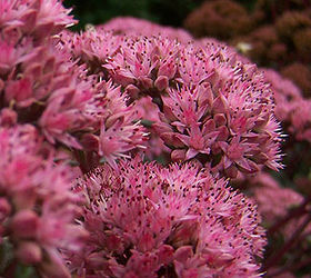 sedums add color to the late summer garden, flowers, gardening, Viewed up close the star shaped flowers are quite beautiful