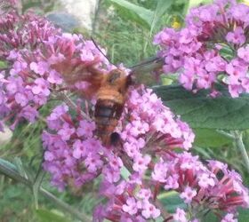 flowers in my gardens, flowers, gardening, Hummingbird moth playing on the Butterfly bush