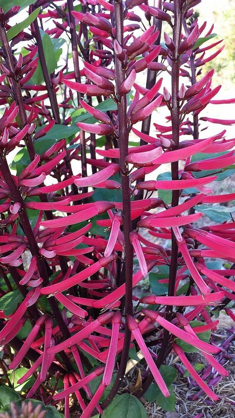 alguien puede identificar esta planta, Estas son las flores Hermoso