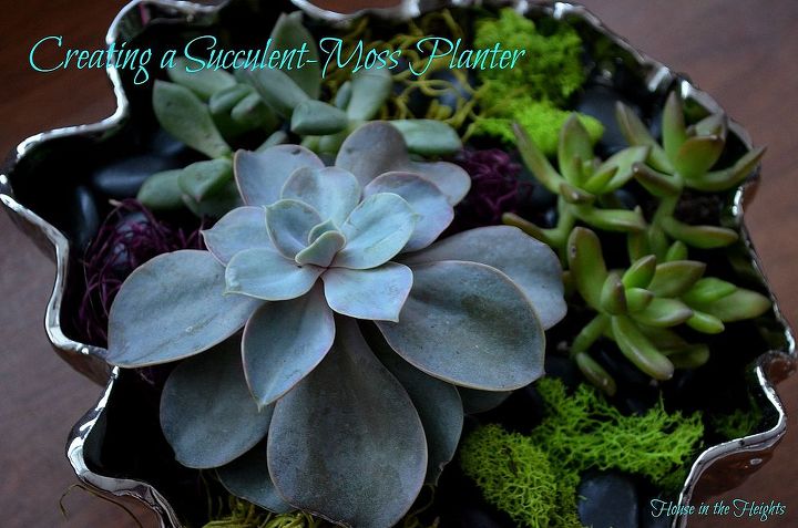 creating a succulent moss planter, flowers, gardening, succulents