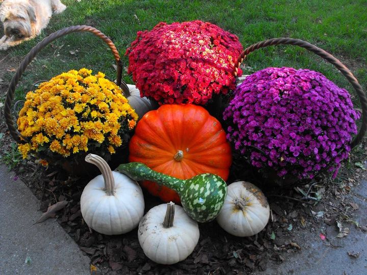 fall and halloween my favorite holidays, gardening, halloween decorations, seasonal holiday d cor, My Hardy mums for this year will be planting these beauties