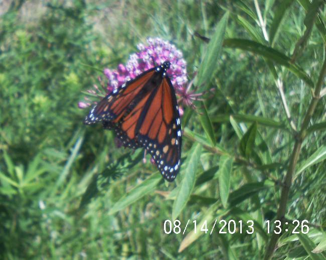 www monarchwatch org www got milkweed com got milkweed, gardening, pets animals, Swamp milkweed
