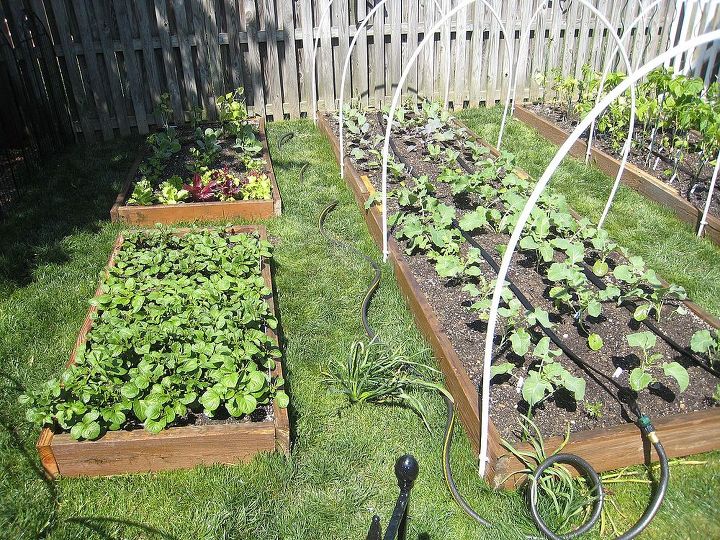 square foot vegetable garden my first attempt, gardening, 7 differant varieties of potaoes in the first bed broccoli cauliflower and kale in the second bed