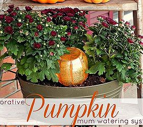 diy pumpkin watering system for mum, container gardening, gardening, porches, seasonal holiday decor, Decorative Pumpkin Mum Watering System