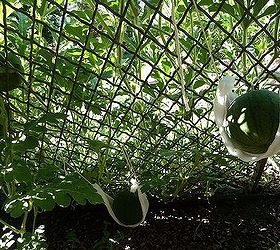 vertical watermelon, gardening