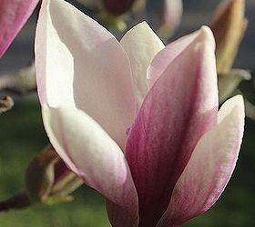 stunning magnolia in bloom, flowers, gardening, Deep pink flower buds which open to a pale pink