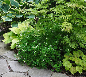 another example of a beautiful shade garden, Planting Combination On the top left is Hosta Sagae Below it is lime colored Hosta Blaze of Glory With tiny white flowers in the centre is Corydallis ochroleuca See the blog post for more info