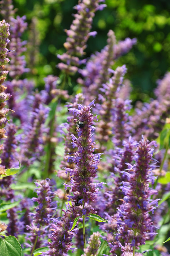 great color for the late summer garden, flowers, gardening, Agastache Blue Boa