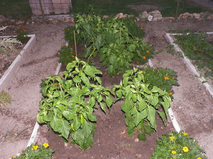 up date on garden, gardening, hot pepper