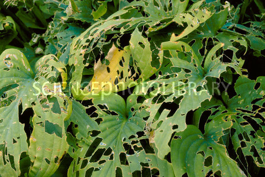 agujeros en las hojas de hosta puede que no sea quien tu crees, da os por babosas