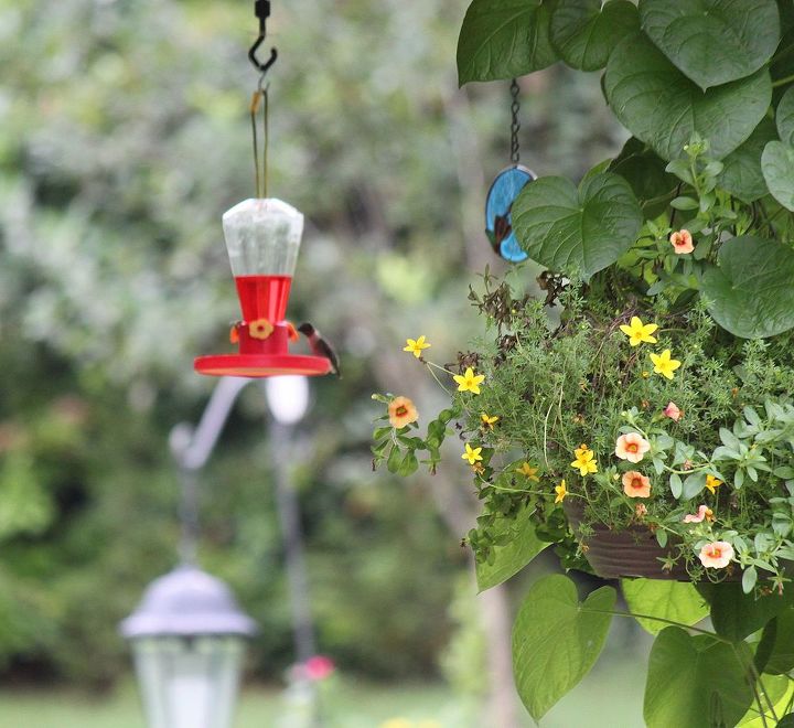 how far apart should i place my hummingbird feeders, flowers, gardening, hibiscus, pets animals