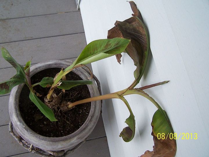 my aunt gave me a small banana tree and it was growing very well until, gardening, Has gotten very weak trunk and limp leaves