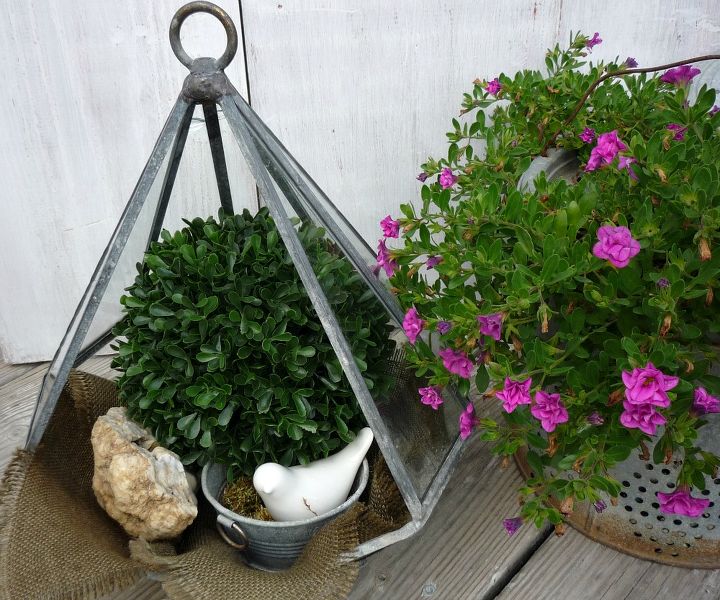 use a terrarium for a cloche, gardening, home decor, terrarium, terrarium as a cloche