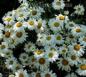 patriotic plants for a fourth of july party patriotic urbanliving, container gardening, flowers, gardening, patriotic decor ideas, seasonal holiday d cor, Daisies what s more American and patriotic than a white daisy with a yellow eye